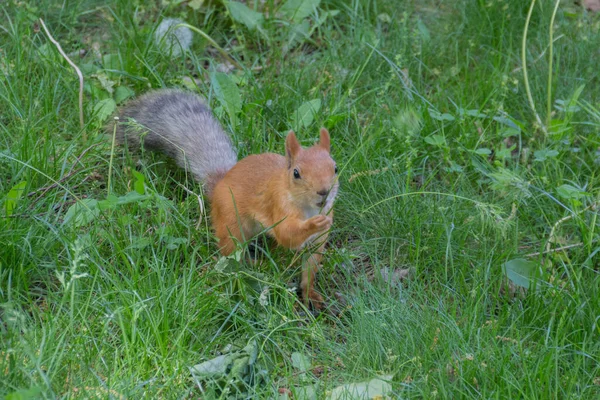 公園のタンポポの牧草地でかわいいリス Sciurus属には北アメリカ ヨーロッパ 温帯アジア 中央アメリカ 南アメリカの一般的で茂みのあるリスのほとんどが含まれています — ストック写真