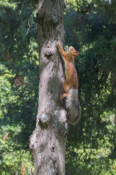 Squirrel Tree Park Genus Sciurus Contains Most Common Bushy Tailed — Stock Photo, Image