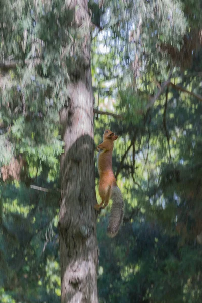 Écureuil Sur Arbre Dans Parc Genre Sciurus Contient Plupart Des — Photo