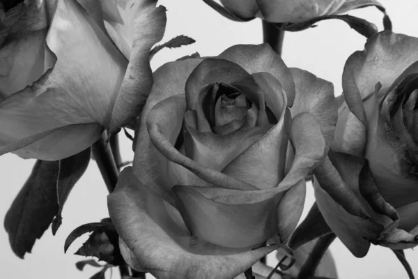 Black White Rose Flowers Light Background Rose Woody Perennial Flowering — Stock Photo, Image