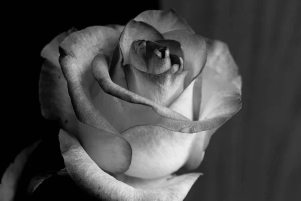 Fiori Rosa Bianco Nero Una Rosa Una Pianta Fiore Perenne — Foto Stock