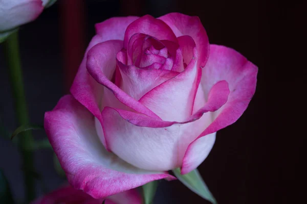 Pink rose flower on the dark background. A rose is a woody perennial flowering plant of the genus Rosa, in the family Rosaceae, or the flower it bears.