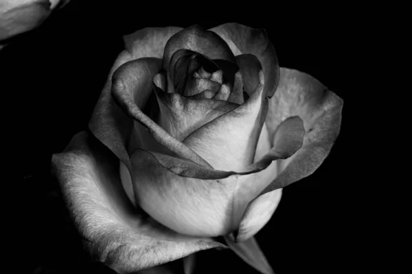 Black and white rose flowers. A rose is a woody perennial flowering plant of the genus Rosa, in the family Rosaceae, or the flower it bears.