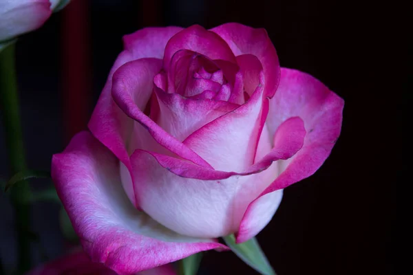 Roze Roos Bloem Donkere Achtergrond Een Roos Een Houtachtige Vaste — Stockfoto