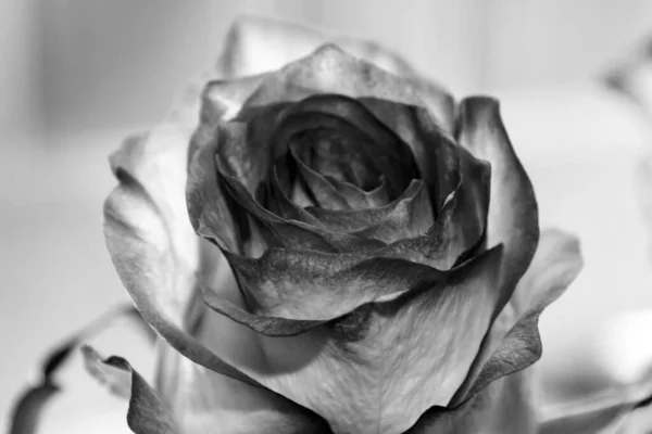 Fiori Rosa Bianco Nero Una Rosa Una Pianta Fiore Perenne — Foto Stock