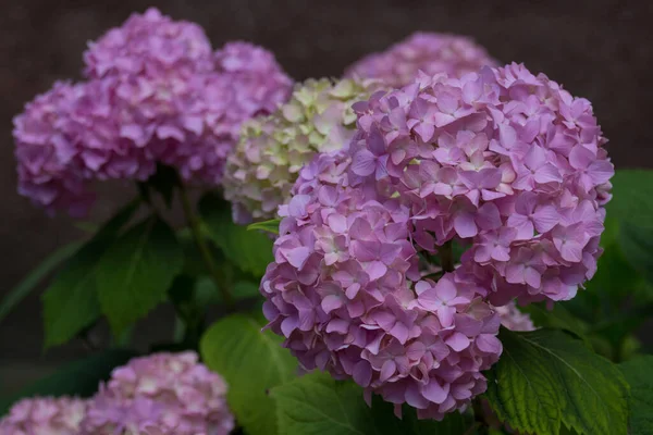 Fioletowe Kwiaty Hortensji Hydrangea Powszechnie Nazywana Hortensją Lub Hortensją Rodzaj — Zdjęcie stockowe