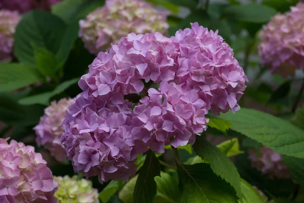 Fioletowe Kwiaty Hortensji Hydrangea Powszechnie Nazywana Hortensją Lub Hortensją Rodzaj — Zdjęcie stockowe