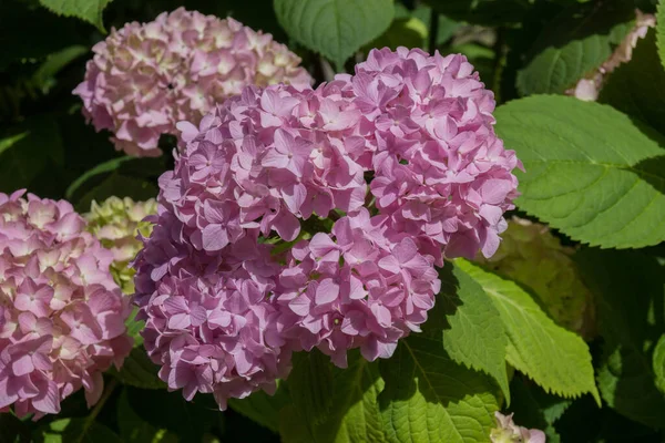 Pink hydrangea flowers. Hydrangea (common names hydrangea or hortensia) is a genus of 70-75 species of flowering plants native to southern and eastern Asia and the Americas.