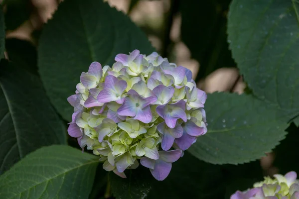 Kék Zöld Hortenzia Virágok Hydrangea Közönséges Nevek Hydrangea Vagy Hortensia — Stock Fotó