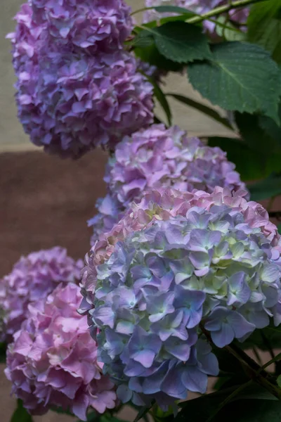 Kolorowe Kwiaty Hortensji Hydrangea Powszechnie Nazywana Hortensją Lub Hortensją Rodzaj — Zdjęcie stockowe