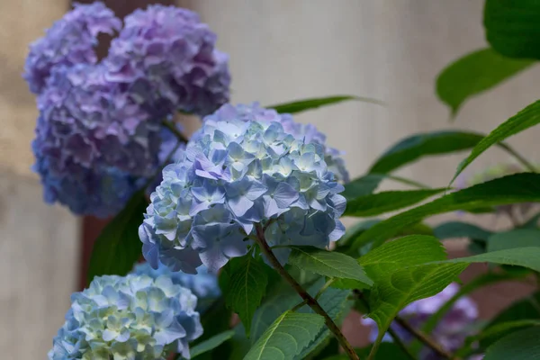 Blue hydrangea flowers. Hydrangea (common names hydrangea or hortensia) is a genus of 70-75  species of flowering plants native to southern and eastern Asia and the Americas.