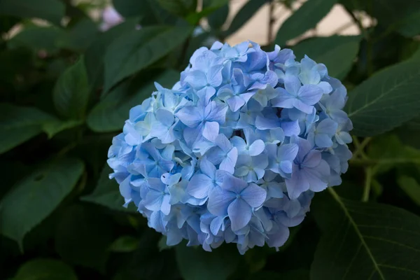 Mavi ortanca çiçekleri. Ortanca (