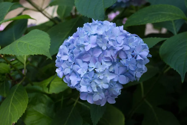 Blaue Hortensien Blühen Hortensie Gebräuchliche Namen Hortensie Oder Hortensie Ist — Stockfoto