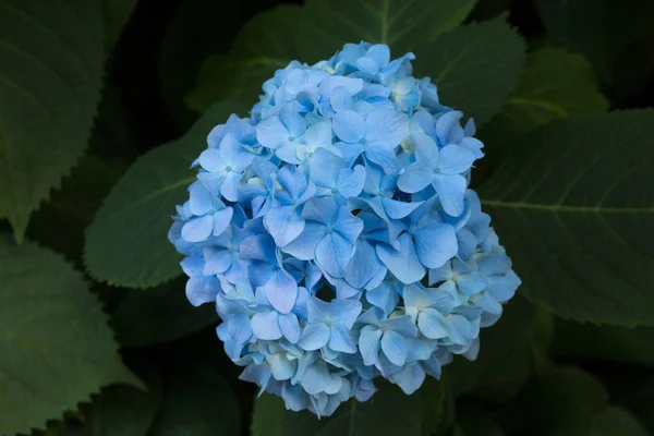 Niebieskie Kwiaty Hortensji Hydrangea Powszechnie Nazywana Hortensją Lub Hortensją Rodzaj — Zdjęcie stockowe