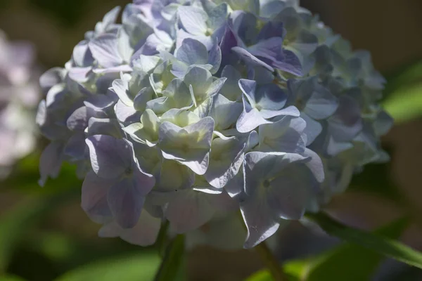 Białe Kwiaty Hortensji Hydrangea Powszechnie Nazywana Hortensją Lub Hortensją Rodzaj — Zdjęcie stockowe
