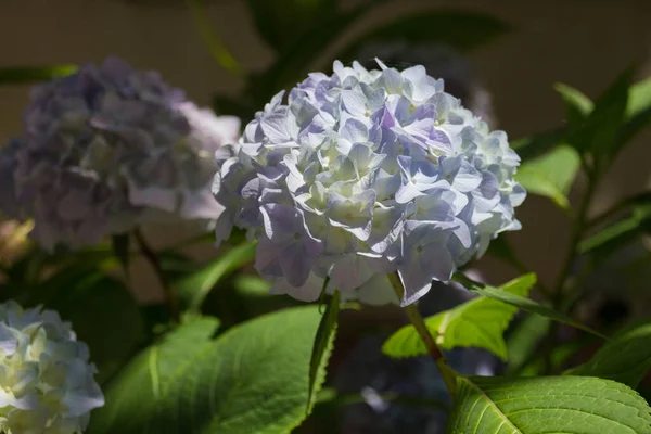 Białe Kwiaty Hortensji Hydrangea Powszechnie Nazywana Hortensją Lub Hortensją Rodzaj — Zdjęcie stockowe