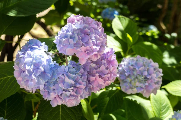 Pink hydrangea flowers. Hydrangea (common names hydrangea or hortensia) is a genus of 70-75 species of flowering plants native to southern and eastern Asia and the Americas.