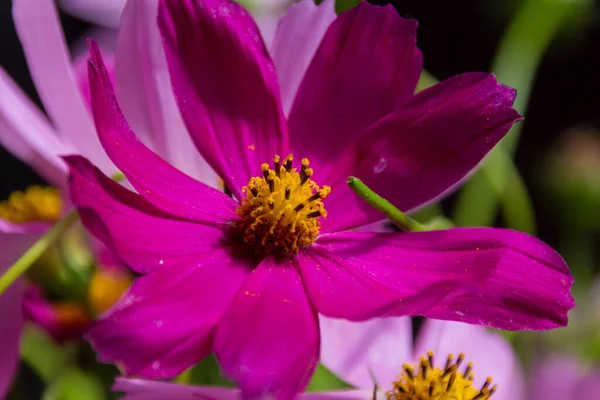 Blossoming Pink Cosmos Flower Cosmos Bipinnatus Commonly Called Garden Cosmos — Stock Photo, Image