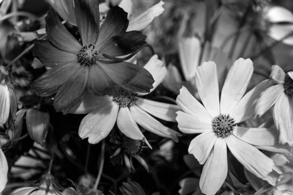 Svart Och Vit Kosmos Blomma Cosmos Bipinnatus Vanligen Kallad Trädgård — Stockfoto