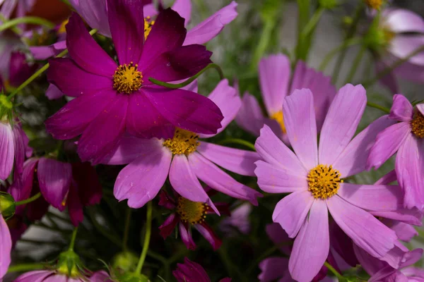 Blossoming pink cosmos flower. Cosmos bipinnatus, commonly called the garden cosmos or Mexican aster, is a medium-sized flowering herbaceous plant native to Mexico.
