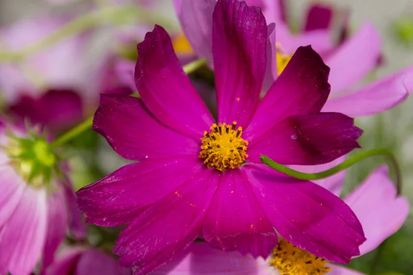 Blühender Rosa Kosmos Cosmos Bipinnatus Gemeinhin Gartenkosmos Oder Mexikanischer Aster — Stockfoto