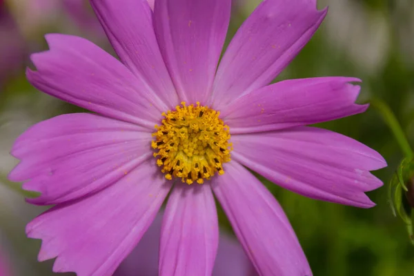 Blossoming Pink Cosmos Flower Cosmos Bipinnatus Commonly Called Garden Cosmos — Stock Photo, Image