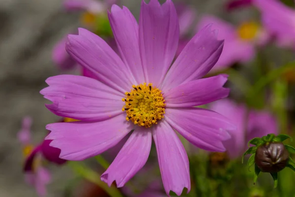 Blossoming Pink Cosmos Flower Cosmos Bipinnatus Commonly Called Garden Cosmos — Stock Photo, Image