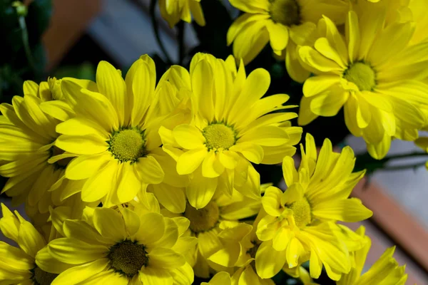 Flores Amarelas Crisântemo Crisântemos Vezes Chamados Mães Crisântemos São Plantas — Fotografia de Stock