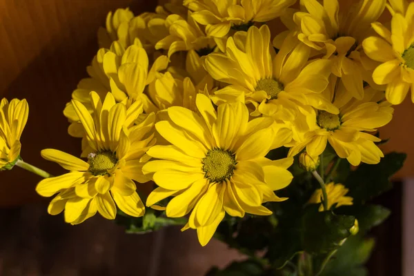 Flores Amarelas Crisântemo Crisântemos Vezes Chamados Mães Crisântemos São Plantas — Fotografia de Stock