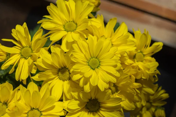Flores Amarelas Crisântemo Crisântemos Vezes Chamados Mães Crisântemos São Plantas — Fotografia de Stock
