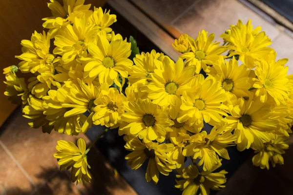 Flores Amarelas Crisântemo Crisântemos Vezes Chamados Mães Crisântemos São Plantas — Fotografia de Stock