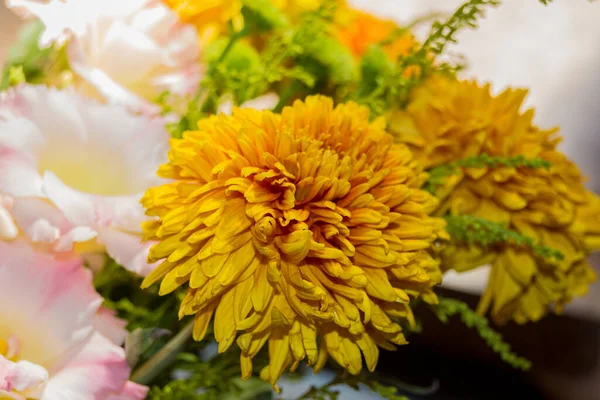 Żółte Kwiaty Aster Jest Rodzajem Roślin Kwitnących Rodzinie Asteraceae — Zdjęcie stockowe