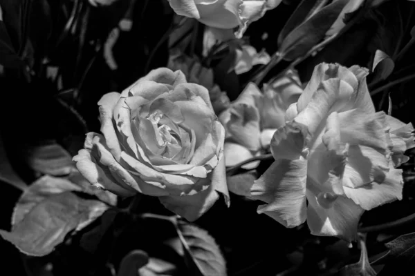 Fiori Eustoma Bianco Nero Questi Fiori Sono Comunemente Noti Come — Foto Stock