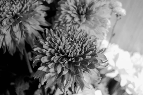 Czarno Białe Kwiaty Aster Jest Rodzajem Roślin Kwitnących Rodzinie Asteraceae — Zdjęcie stockowe