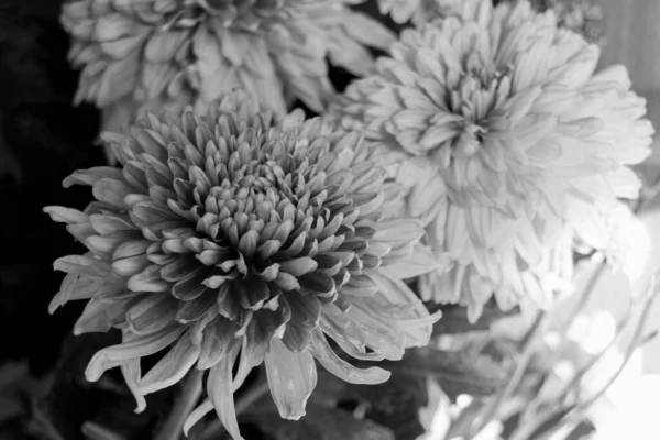 Czarno Białe Kwiaty Aster Jest Rodzajem Roślin Kwitnących Rodzinie Asteraceae — Zdjęcie stockowe