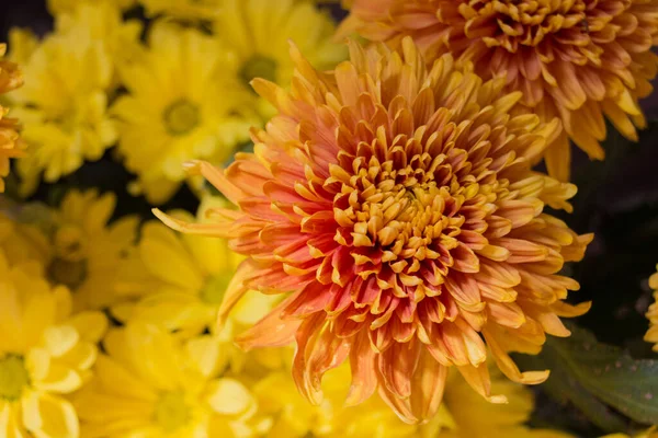 Gelber Aster Blüht Aster Ist Eine Pflanzengattung Aus Der Familie — Stockfoto