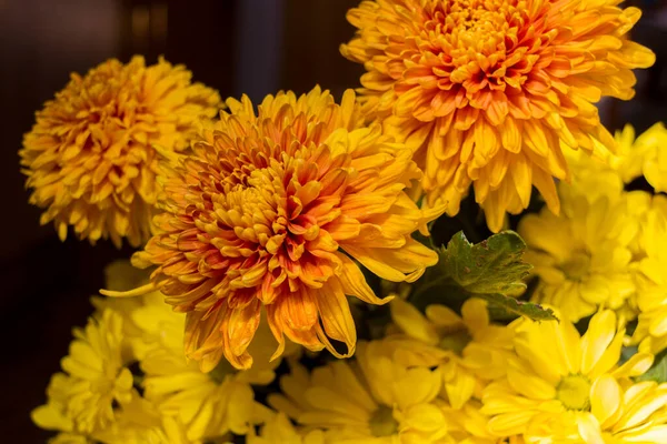 Жовті Квіти Зірочки Aster Рід Квітучих Рослин Родини Asteraceae — стокове фото