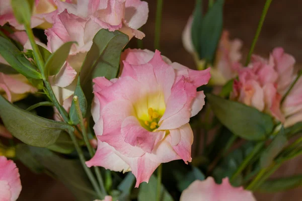Ροζ Άνθη Ευστώματος Αυτά Λουλούδια Είναι Κοινώς Γνωστά Λουλούδια Lisianthus — Φωτογραφία Αρχείου
