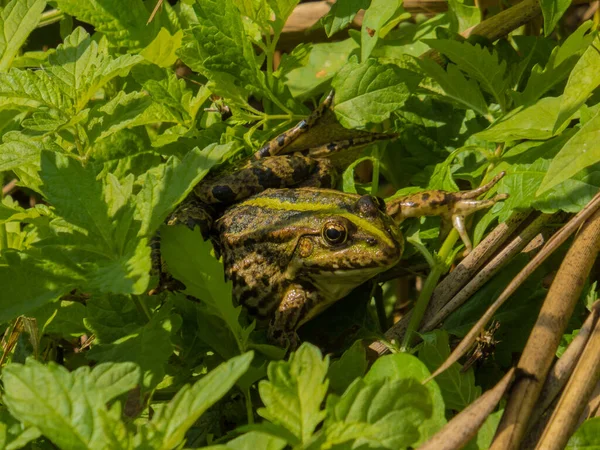 Frog Grass Green Frog Sitting Some Tall Grass — Stock Photo, Image