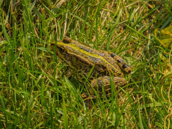 Лягушка Траве Зеленая Лягушка Сидит Высокой Траве — стоковое фото