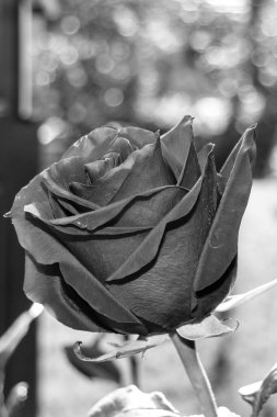 Siyah ve beyaz gül çiçekleri. Gül, gülgiller (Rosaceae) familyasından, Rosa cinsinin uzun ömürlü bir çiçeğidir..