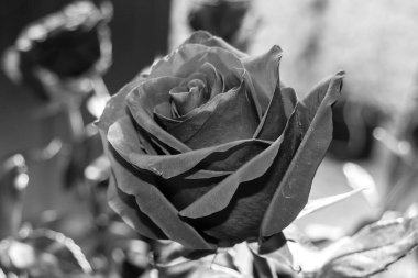 Siyah ve beyaz gül çiçekleri. Gül, gülgiller (Rosaceae) familyasından, Rosa cinsinin uzun ömürlü bir çiçeğidir..