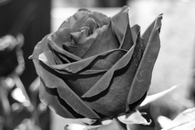 Siyah ve beyaz gül çiçekleri. Gül, gülgiller (Rosaceae) familyasından, Rosa cinsinin uzun ömürlü bir çiçeğidir..