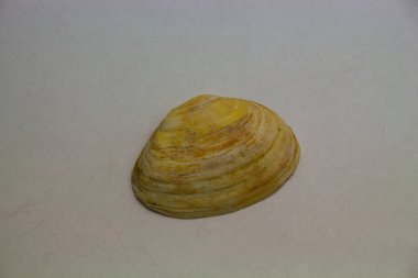 Hafif bir arkaplanda deniz kabuğu izole