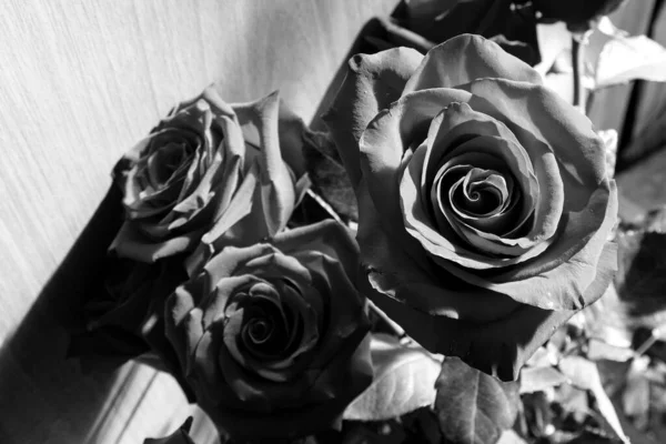 Flores Rosa Preto Branco Uma Rosa Uma Planta Com Flor — Fotografia de Stock