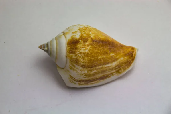 Seashell Odizolowany Jasnym Tle — Zdjęcie stockowe