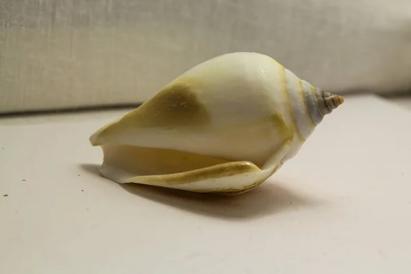 Seashell Odizolowany Jasnym Tle — Zdjęcie stockowe
