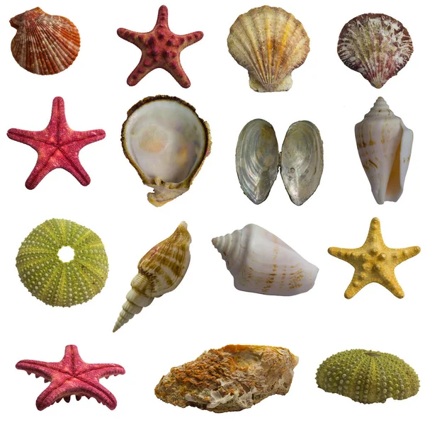 Büyük deniz kabuğu kolajı. Beyaz arkaplanda deniz kabukları ve deniz balıkları izole edilmiş..