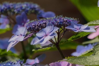 Çiçek açan ortanca çiçekleri. Hydrangea, Güney ve Doğu Asya ve Amerika kıtasında yetişen bir bitki cinsidir..