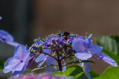Çiçek açan ortanca çiçekleri. Hydrangea, Güney ve Doğu Asya ve Amerika kıtasında yetişen bir bitki cinsidir..